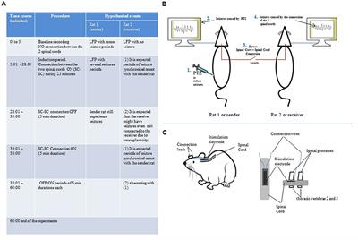 The Hypothesis of Connecting Two Spinal Cords as a Way of Sharing Information between Two Brains and Nervous Systems